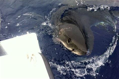 Fishing Practices Defended After Great White Encounter The Examiner