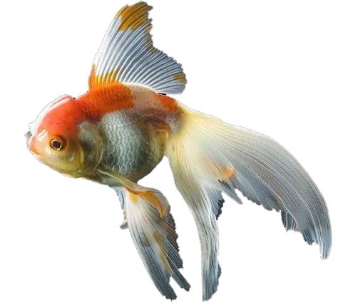 Fantail Goldfish Png Image Png Arts