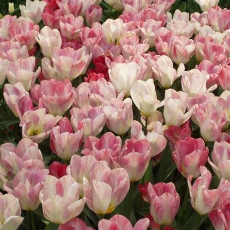 Tulipes Botaniques Flaming Purissima Lot De Bulbes Calibre