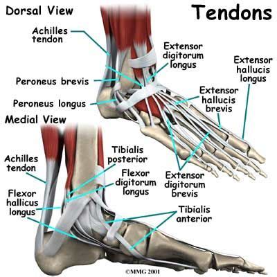 Ligaments are bands of tough elastic tissue around your joints. Google Image Result for http://www.crowcity.co.uk/images/tendons-foot.jpg | Ankle anatomy ...