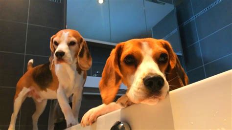 Beagles Vs Bath Time How To Funny Beagles Louie And Marie Youtube