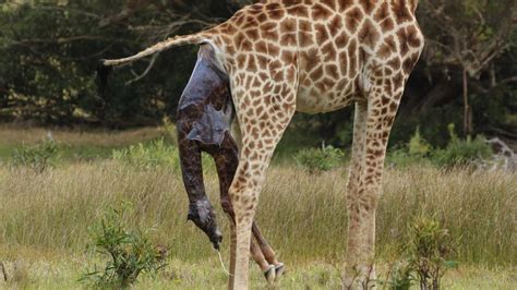 How Giraffe Giving Birth In Wild Youtube