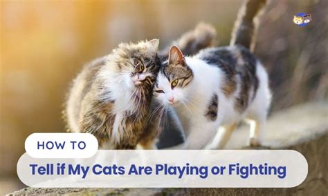 How To Tell If My Cats Are Playing Or Fighting 7 Signs