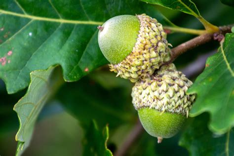Can Hamsters Eat Acorns? (Benefits, Risks, Substitutes & More)