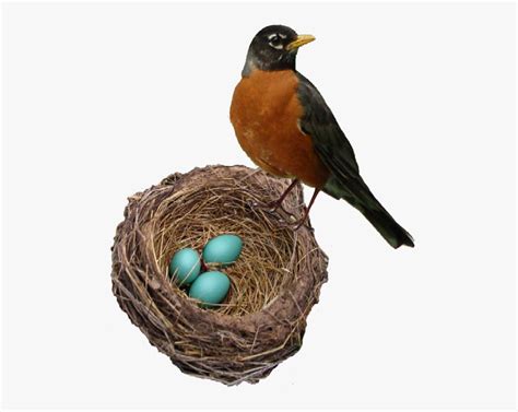 European Robin Png Background Image - Robin Bird And Eggs , Free ...