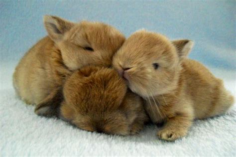 Baby Bunnies Cuddle Bébés Lapins Animaux Mignons Royaume Des Animaux