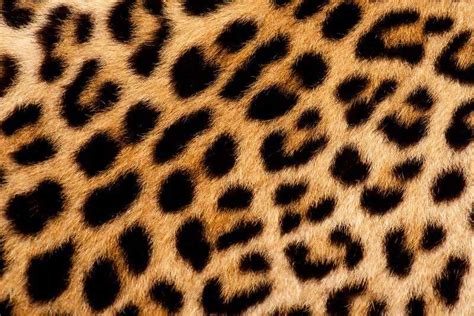 Leopard Fur Wildtrails The One Stop Destination For All Your