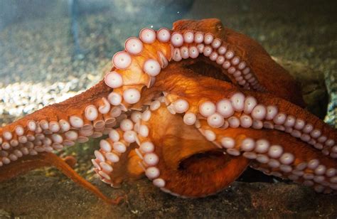 Aquarium Rehabilitates And Releases Giant Pacific Octopus Caught As Bycatch