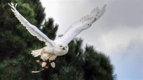Burung Hantu Putih Pertanda Apa Menurut Mitos Para Leluhur
