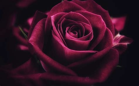 I colori, le forme ed i profumi che contraddistinguono i fiori li rendono unici ed amati da moltissime persone. Scarica sfondi viola, rosa, 4k, il buio, fiori viola, close-up, rose | Rose wallpaper, Flower ...