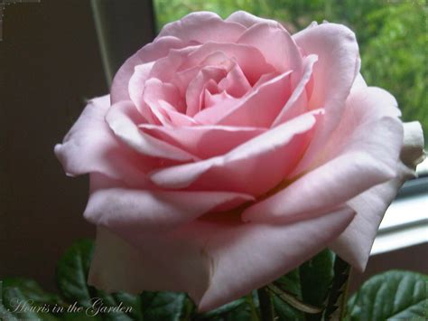 Houris In The Garden Enchanting Roseslight Pink Rose