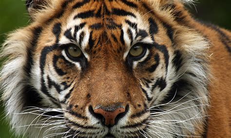 Sumatran Tiger Species Wwf