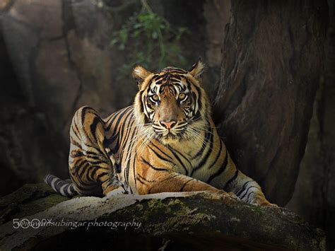 Sumatran Tiger By Irawan Subingar 500px
