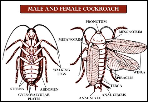 Abdominal Segments In Male And Female Cockroach Area1010b910c8