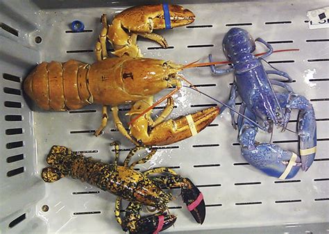 Crazy Lobsters Are Showing Up Everywhere Lobshots