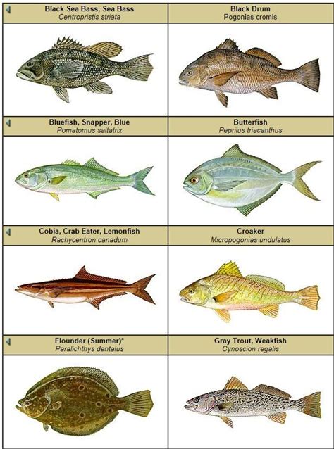 North Carolina Saltwater Fish Identification