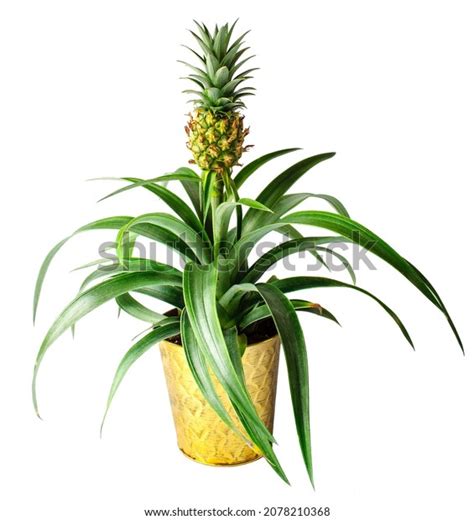 Ornamental Pineapple Plant Isolated Stock Photo 2078210368 Shutterstock