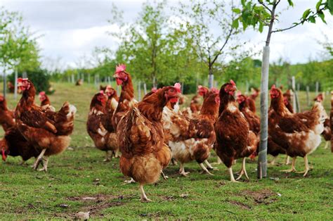 Avian Influenza Housing Order To Come Into Force Department Of