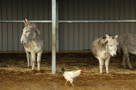 Island Farm Donkey Sanctuary Flickr