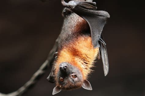 10 Fun Facts About Bats Hubpages