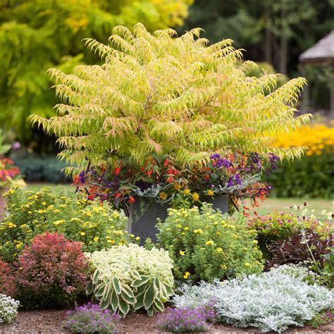 14 Beautiful Shrubs For Shade Gardens That Brighten Up Your Yard