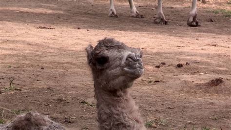 Camello Bebé Da Sus Primeros Pasos Youtube