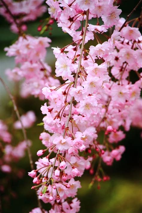 Pin By Wiwiek Antonialy On 桜 Beautiful Flowers Blossom Trees Sakura