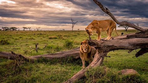 Wallpaper Lions Lioness Africa Nature Trunk Tree Grass 3840x2160