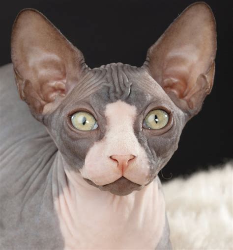 Learn About The Sphynx Cat Breed From A Trusted Veterinarian