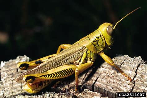 Florida giant orange yellow locust lubber grasshopper. Orthoptera - Bugwoodwiki