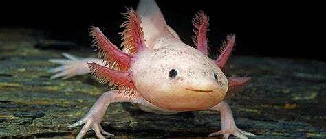 What Is An Axolotl Bbc Science Focus Magazine