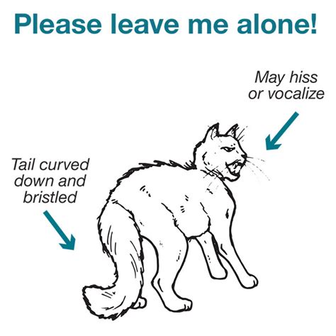 Cat And Kitten Body Language And Posture A Visual Guide