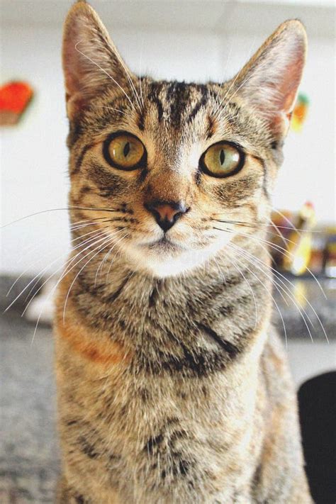 Tabby Cat Looking Directly Into The Camera Stock Image Image Of