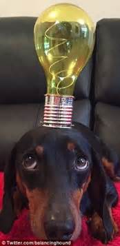 Harley The Sausage Dog Can Balance Anything On His Head Even A Pint