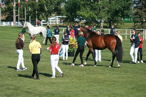 Young Breeders - Horse Sport Ireland