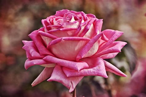 Pink Rose In Full Bloom Photograph By Gaby Ethington