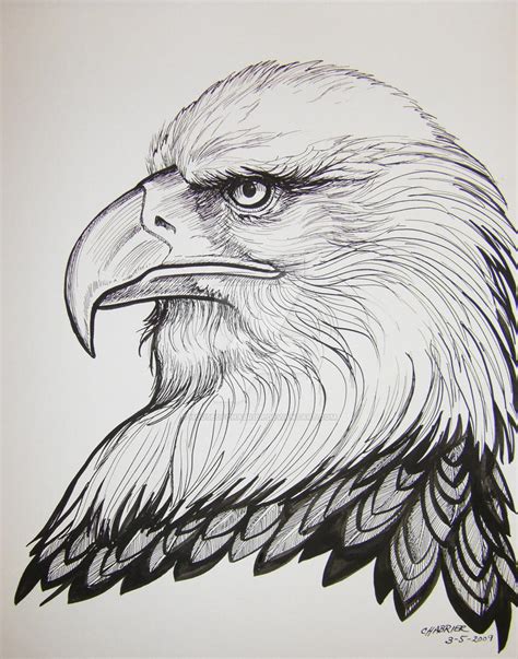Bald Eagle Pen And Ink By Houseofchabrier On Deviantart