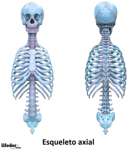 El Esqueleto Axial Es Uno De Los Dos Grupos Principales De Huesos En El