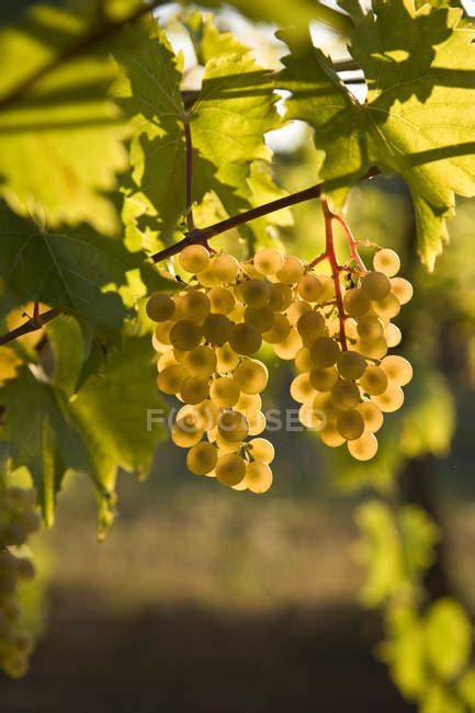 Viognier Grapes Growing At Vineyard Farm In Sunlight Close Up — Green