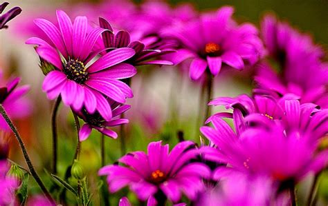 Free webcam slide show and screen saver. Best 44+ Beautiful Flowers Wallpapers Screensavers on ...