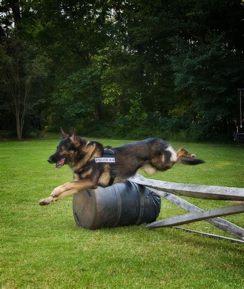 Police K9 Look At The Full Out Extension German