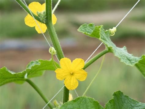 Do Male Cucumber Flowers Produce Fruit Why You May Or May Not Need
