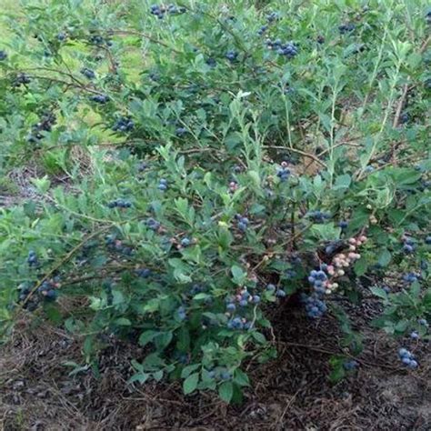 Brightwell Blueberry Bushes For Sale At Arbor Days Online Tree Nursery