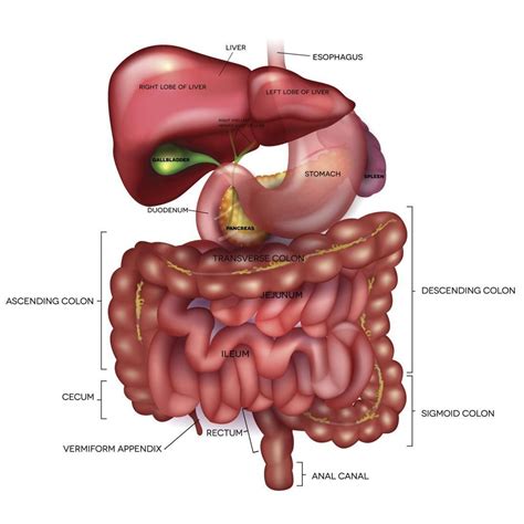 Parts of the digestive system. Digestion: Anatomy, physiology, and chemistry | Digestive ...