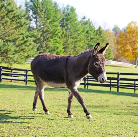 Do Mini Donkeys Make Good Pets Heres Everything You Need To Know