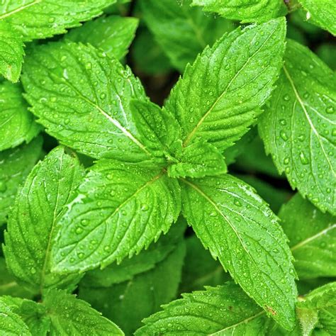 Mint Garden Plant Culinary Herb Free Uk Delivery