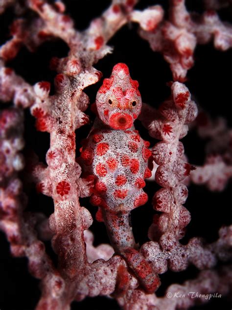 Pygmy Seahorse Photo Tips Underwater Macro Photographers