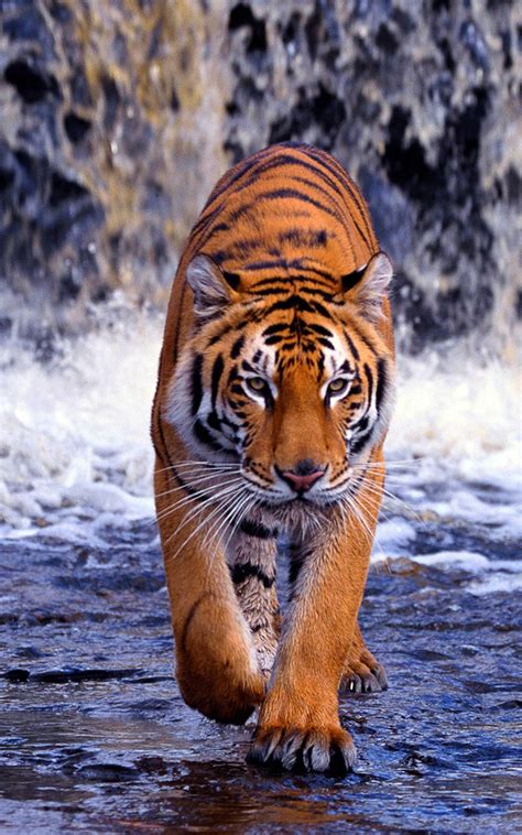 Tiger Wallpaer Customize And Personalise Your Desktop Mobile Phone