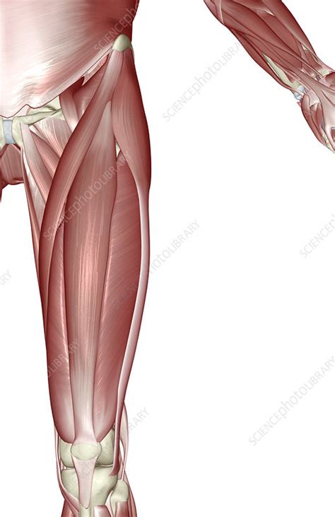 Anatomy of the upper leg ( front view ). Muscles of the upper leg - Stock Image - F002/0344 - Science Photo Library