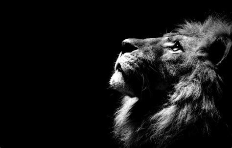 Lion Pc Wallpapers Top Free Lion Pc Backgrounds Wallpaperaccess